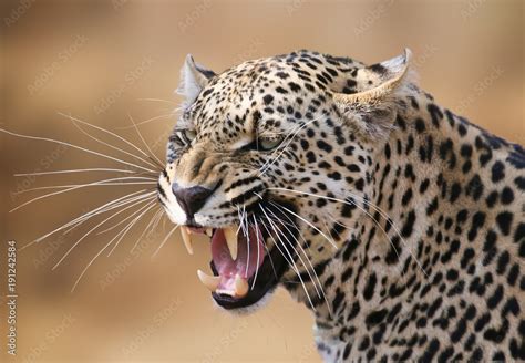 Snarling leopard portrait Stock Photo | Adobe Stock