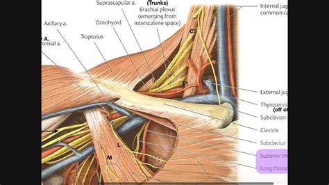 Identifying Structures in the Axilla [Part 2] - YouTube