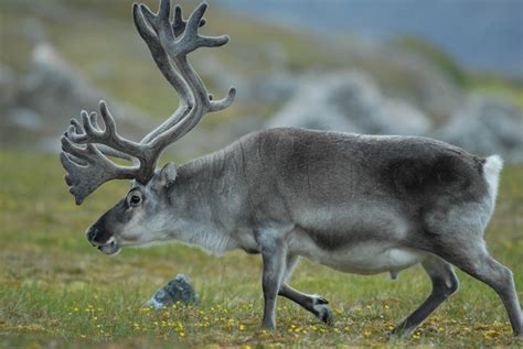 Le monde de l'ours polaire » Renne ou caribou