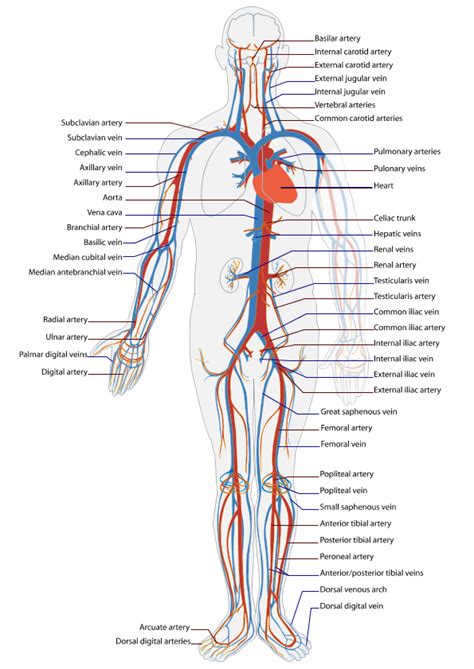 Medical Pictures Info – Circulatory System Diagram