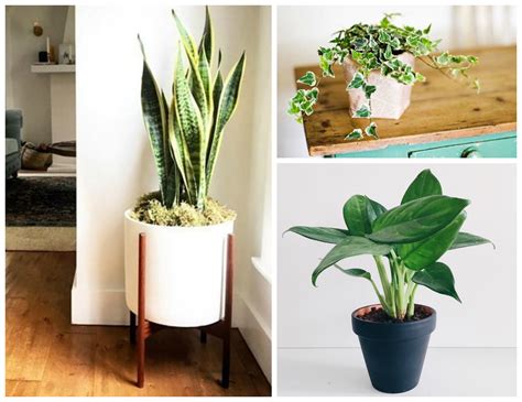 12 Amazing Looking Air Purifying Plants You Need in Your Home