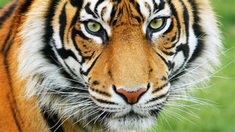 Tiger - Tigers and humans | Britannica.com