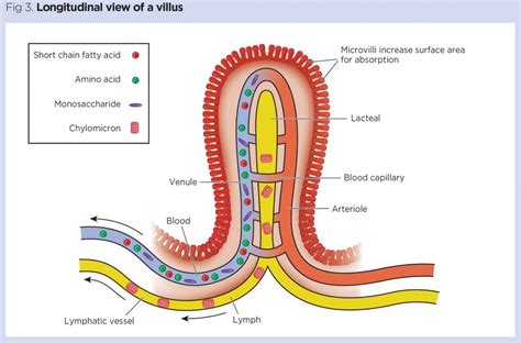 Gastrointestinal tract 4: anatomy and role of the jejunum and ileum | Nursing Times