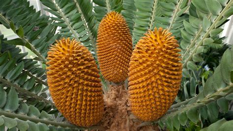 Wood's cycad cones | Wood's cycad (Encephalartos woodii) is … | Flickr