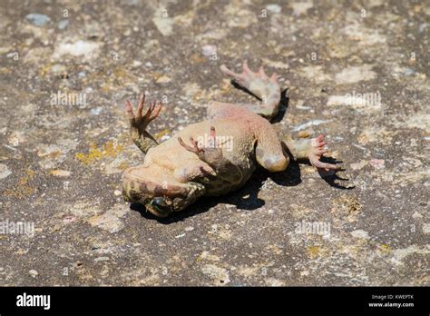 Dead toad hi-res stock photography and images - Alamy