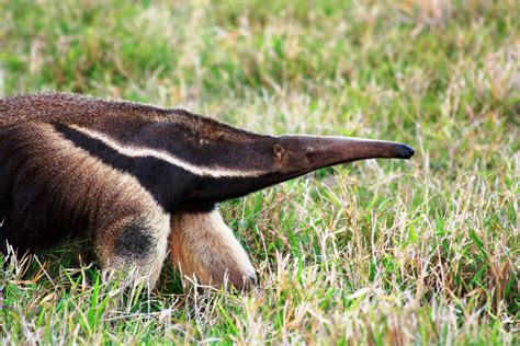 21 Cool And Amazing Facts About Anteaters - Tons Of Facts