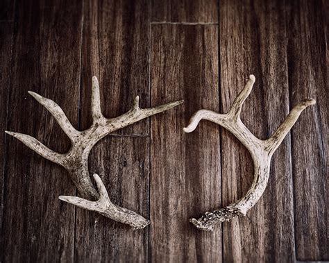 Rustic Antler Photography Photograph by Lisa R - Fine Art America