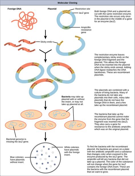 Genetic Engineering Simple Diagram