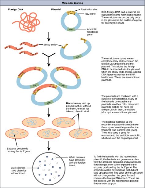 10.1 Cloning and Genetic Engineering – Concepts of Biology-1st Canadian Edition – Molnar