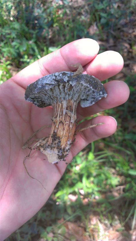 ID request. Texas. - Mushroom Hunting and Identification - Shroomery ...