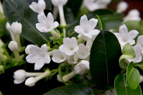 Stephanotis floribunda - BBC Gardeners World Magazine