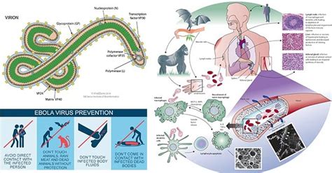 Ebola Virus- An Overview