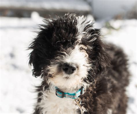 Sheepadoodle: What It's Like to Own a Sheepdog Poodle Mix | All Things Dogs