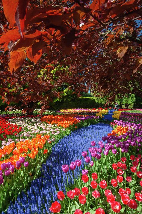 Roozengaarde Gardens, Skagit Valley, WA Photograph by Rita Martin - Fine Art America