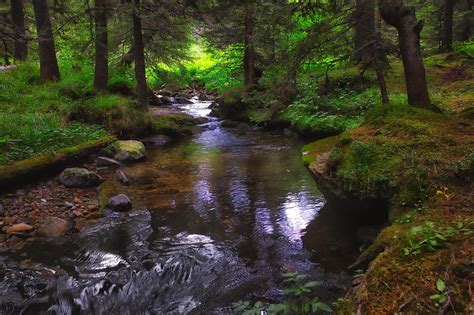 Forest River Wallpapers - Top Free Forest River Backgrounds ...