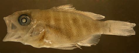 Lutjanidae, the snappers in The Larval Reef Fish Guide: lutjanid larvae of the Caribbean ...