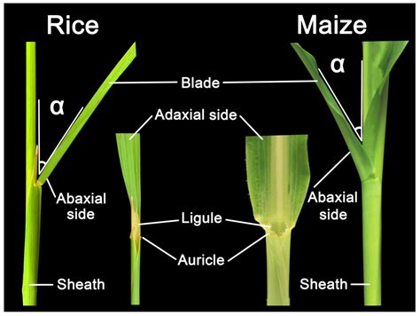 IJMS | Free Full-Text | Synergistic Interaction of Phytohormones in Determining Leaf Angle in Crops