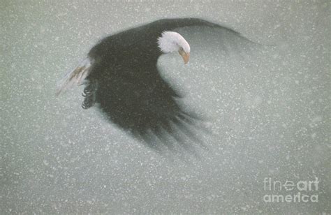 Bald Eagle Flying In Snow Storm Photograph by Ron Sanford - Fine Art America