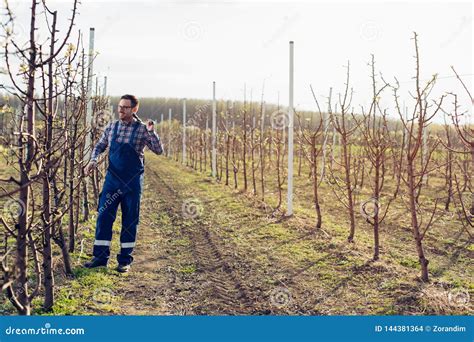 Farmer Pruning Fruit Trees in Orchard Stock Photo - Image of blooming, orchards: 144381364