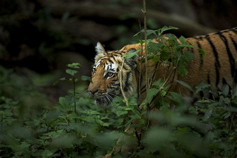 Tiger Population Boost in India - Tiger Conservation Projects