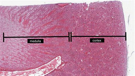 Kidney Histology Slide Labeled