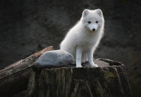 Fotos de lobos blancos y sus bebés - Imagui