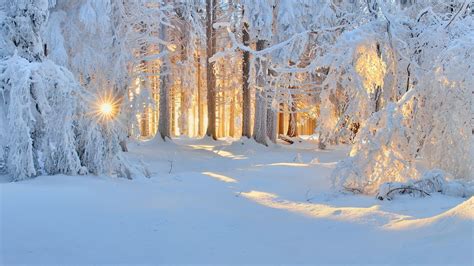 nature landscape tree tree tree trees leaves green grass track | Sunshine wallpaper, Snowy woods ...