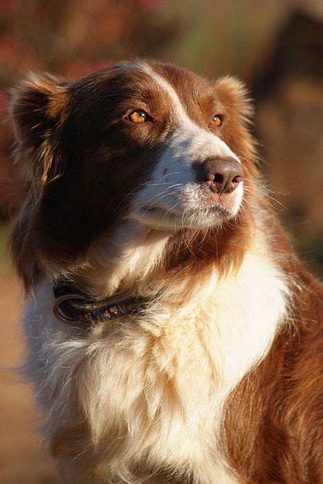 17 Best images about BorderLineCollie on Pinterest | Border collie art, Border collies and White ...