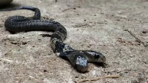 Rare two-headed cobra slithers by in India | Offbeat News | Sky News