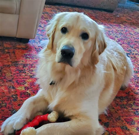 🐶🐶🐶 47+ Adorable Golden Retriever Mix Breeds ️ ️ ️ | Golden retriever ...