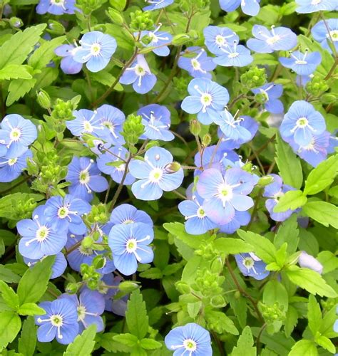 Georgia Blue Speedwell - A low-growing perennial with small blue ...