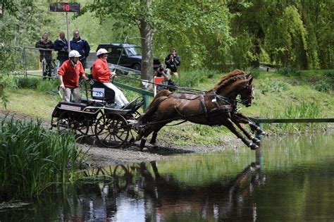 The Royal Windsor Horse Show | Horses, Show horses, Quarter horse