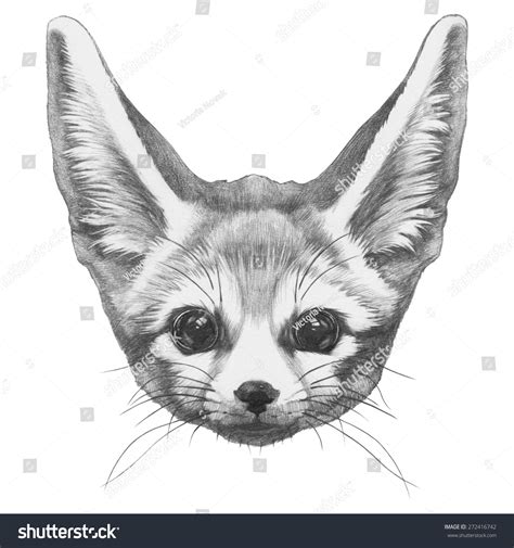 Original Drawing Fennec Fox Isolated On Stock Illustration 272416742 ...