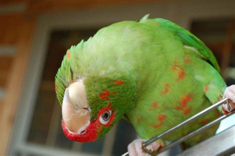 Mitred Conure Facts, Care as Pets, Lifespan, Images, Video