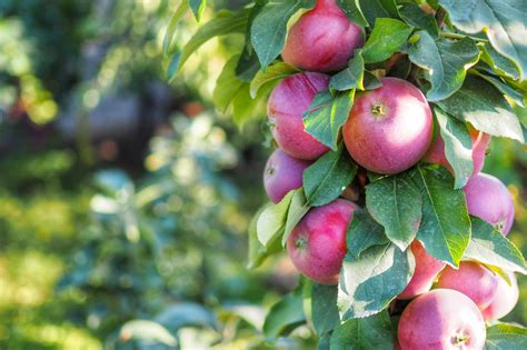 Columnar Apple Tree Care – Watson's Greenhouse