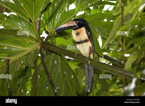 Toucan in Rainforest Costa Rica Stock Photo - Alamy