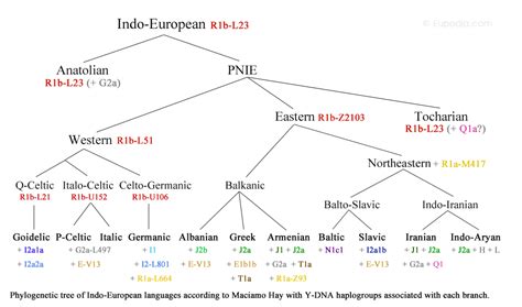 My proposed tree of Indo-European languages