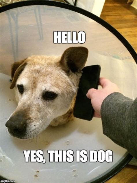 This is Dog CONE OF SHAME - Imgflip