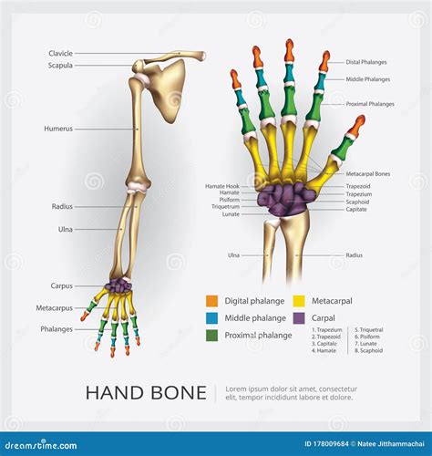 Arm and Hand Bone stock vector. Illustration of articulation - 178009684