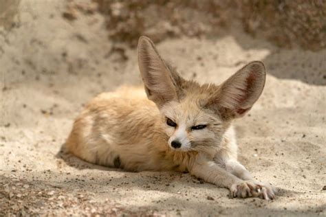 10 Fascinating Fennec Fox Facts - Fact Animal