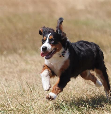 Mini Bernese Mountain Dogs: Small in Size, Big in Personality - Berner Mountain Dog