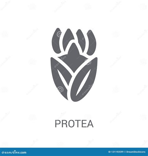 Protea Icon. Trendy Protea Logo Concept on White Background from Stock Vector - Illustration of ...