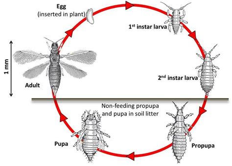 Thysanoptera