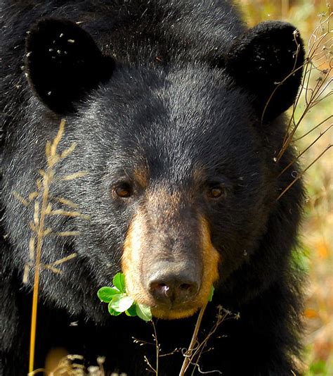 Black Bear State Animal | State Symbols USA