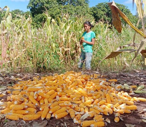 Panen Jagung di SBD, Pemilik Lahan: Tahun Ini Separonya Dimakan Tikus ...