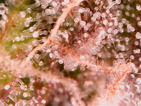 Are these considered cloudy trichomes? First time using my microscope! : microgrowery