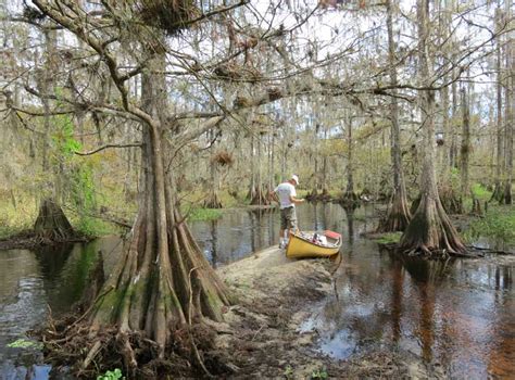 Legendary Fisheating Creek kayaking lives up to hype