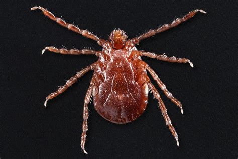 A New Asian Tick is Invading Parts of the United States