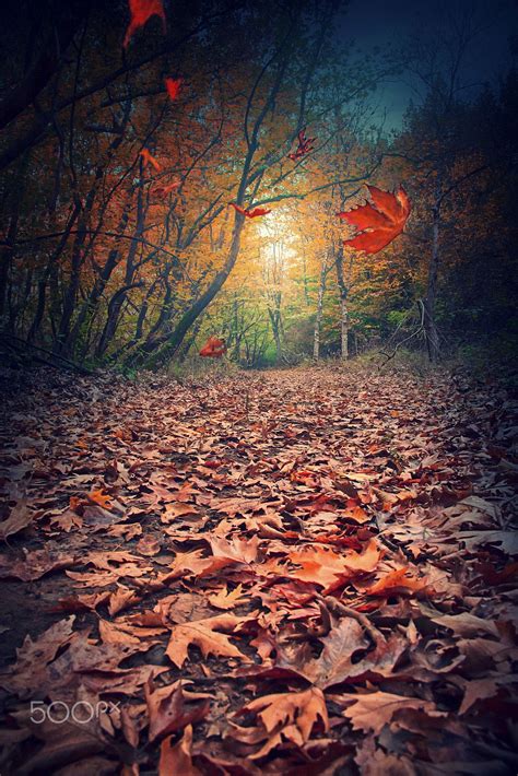 Leaves of November... - ) | Nature scenes, Scenery, Autumn scenery