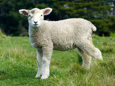 Baby Sheep Free Stock Photo - Public Domain Pictures